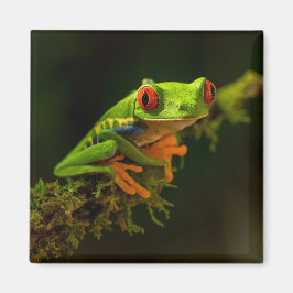 Red Eyed Träd Frog på gren Magnet