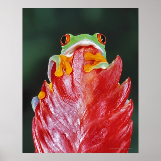 Red-Eyed Träd Frog på Löv Poster (Framsidan)