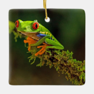 Red Eyed Träd Frog Photo Julgransprydnad Keramik
