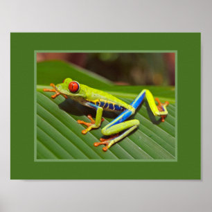 Red Eyed Träd Frog Poster