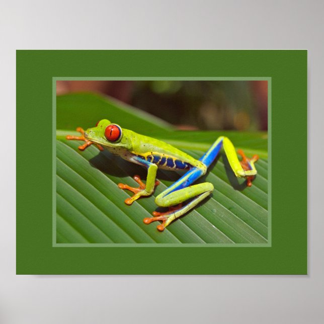 Red Eyed Träd Frog Poster (Framsidan)