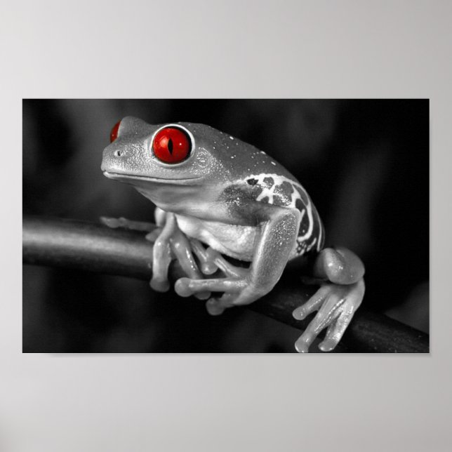 Red Eyed Träd Frog Poster (Framsidan)