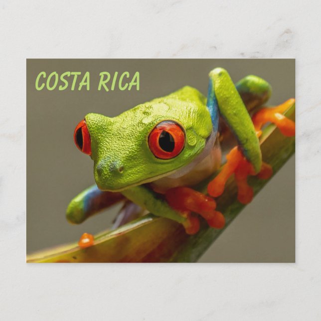 Red Eyed Träd Frog Redo till Skutt Vykort (Framsida)
