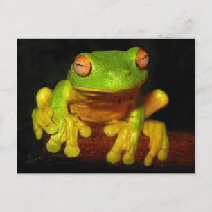 Red Eyed Träd Frog Vykort