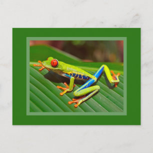 Red Eyed Träd Frog Vykort