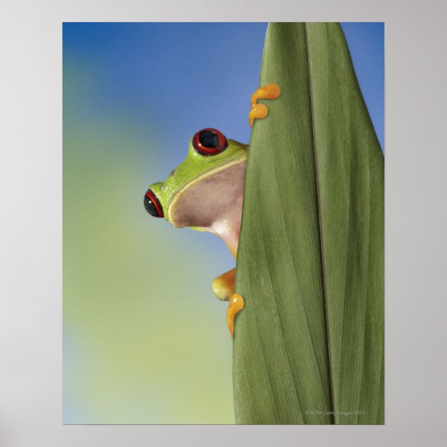 Red Eyed Tre Frog Peeking från Löv Poster (Framsidan)