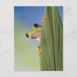 Red Eyed Tre Frog Peeking från Löv Vykort