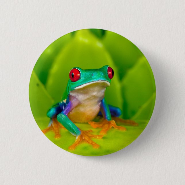 Red-eyed tree frog, Costa Rica Knapp (Framsida)