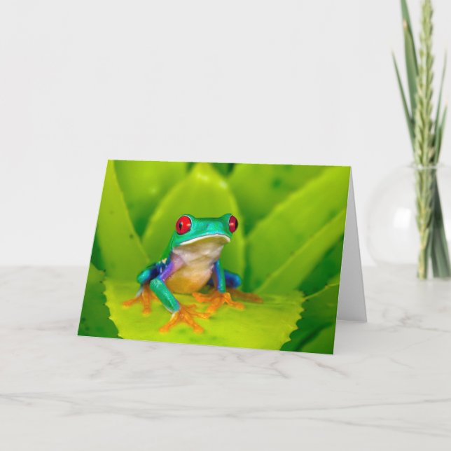 Red-eyed tree frog, Costa Rica Kort (Framsida)