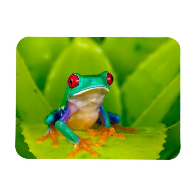 Red-eyed tree frog, Costa Rica Magnet (Horisontell)