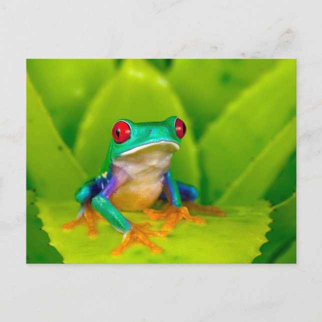 Red-eyed tree frog, Costa Rica Vykort (Framsida)