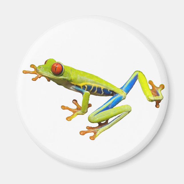 Red eyed tree frog magnet (Framsidan)