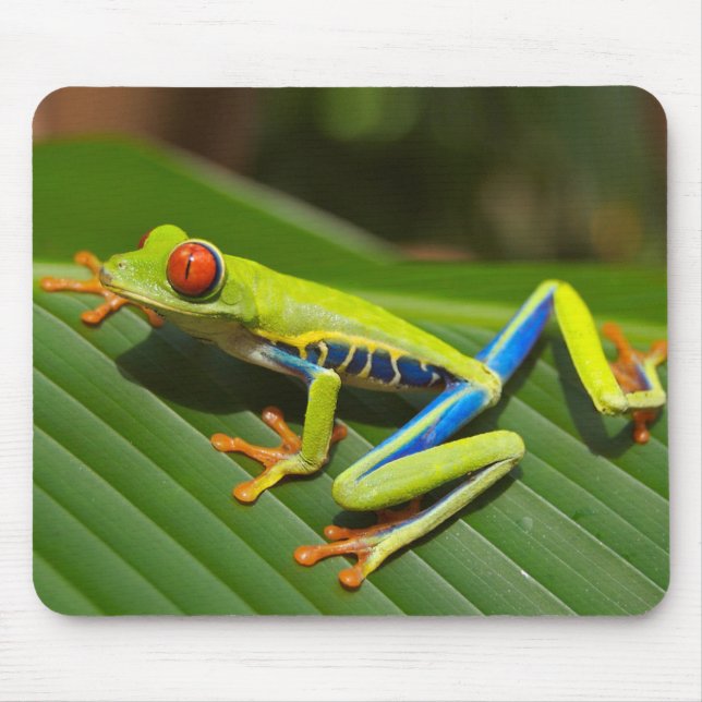 Red eyed tree frog musmatta (Framsidan)