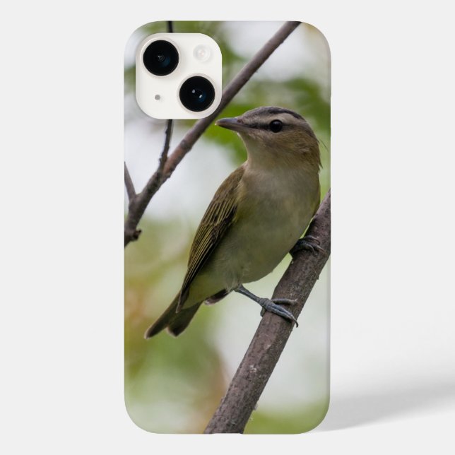 Red-Eyed Vireo Grönt Bird Photography (Baksida)