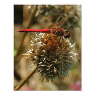 Red Fall Dragonfly Fototryck