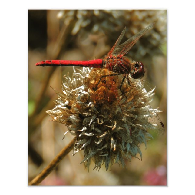 Red Fall Dragonfly Fototryck (Framsidan)