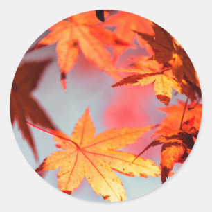 Red Fall Höst löv Maple Träd Runt Klistermärke