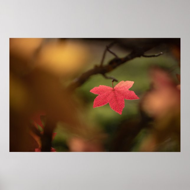 Red Fall Löv Nature Photo Poster (Framsidan)