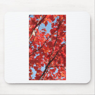 Red Fall Musmatta
