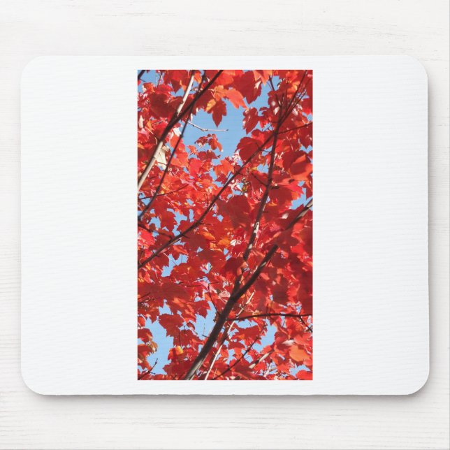 Red Fall Musmatta (Framsidan)