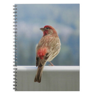 Red Finch checkar ut vyn. Anteckningsbok