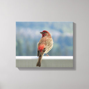 Red Finch checkar ut vyn. Canvastryck
