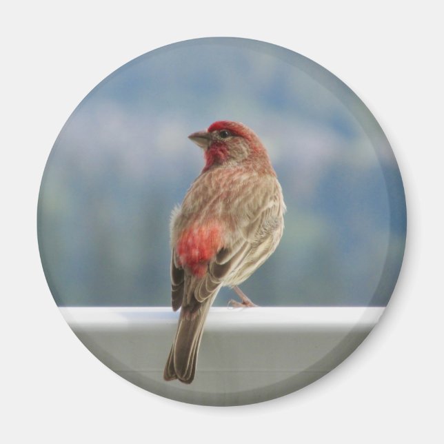 Red Finch checkar ut vyn. Magnet (Framsidan)