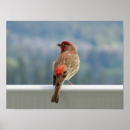 Red Finch checkar ut vyn. Poster