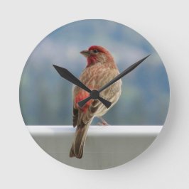 Red Finch checkar ut vyn. Rund Klocka