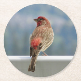 Red Finch checkar ut vyn. Underlägg Papper Rund