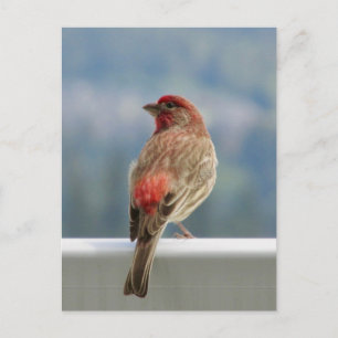 Red Finch checkar ut vyn. Vykort
