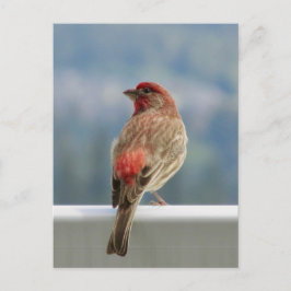 Red Finch checkar ut vyn. Vykort