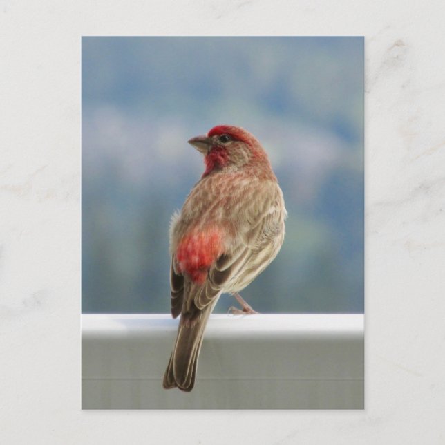Red Finch checkar ut vyn. Vykort (Framsida)