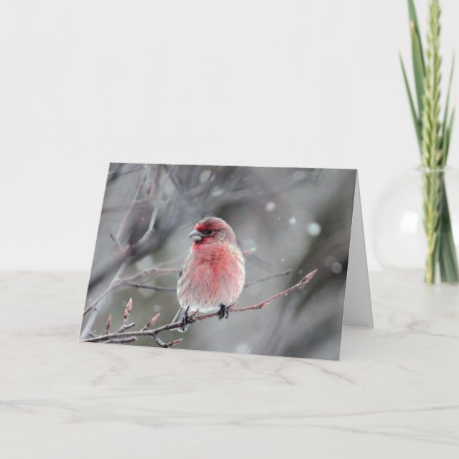 Red Finch Photo jul Helgkort (Framsida)