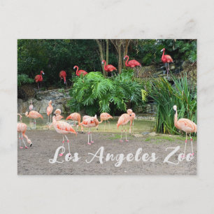 "Red Flamingos" och Rosa Flamingos i Zoo Vykort