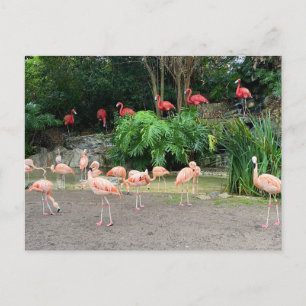 "Red Flamingos" och Rosa Flamingos Vykort
