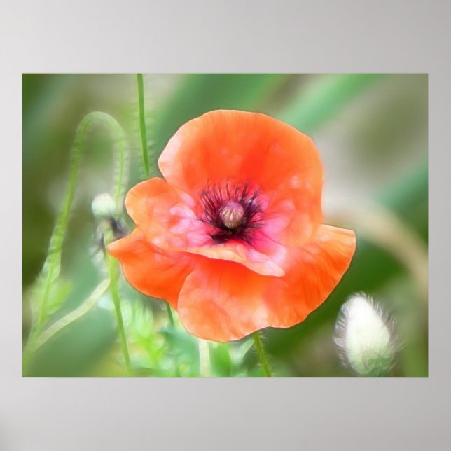 Red Flanders Poppy Poster (Framsidan)