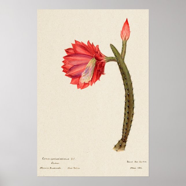 Red Flower Cactus Botanical Art Poster (Framsidan)