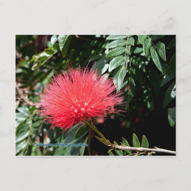 Red Flower - Calliandra Vykort (Framsida)