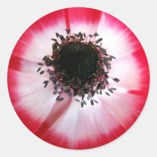Red Flower Center-etikett Runt Klistermärke
