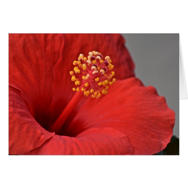 Red Flower Notecard OBS Kort (Framsidan Horizontal)