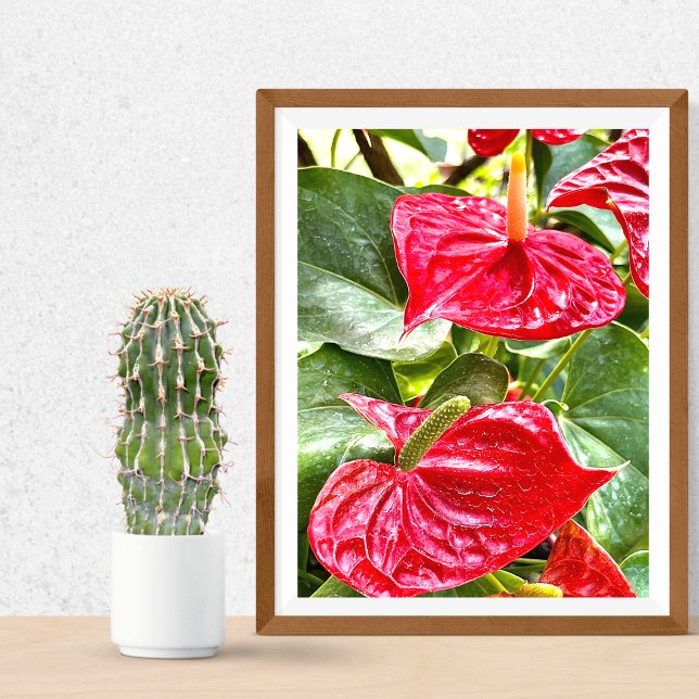 Red Flower Puerto Vallarta Poster (Skapare uppladdad)