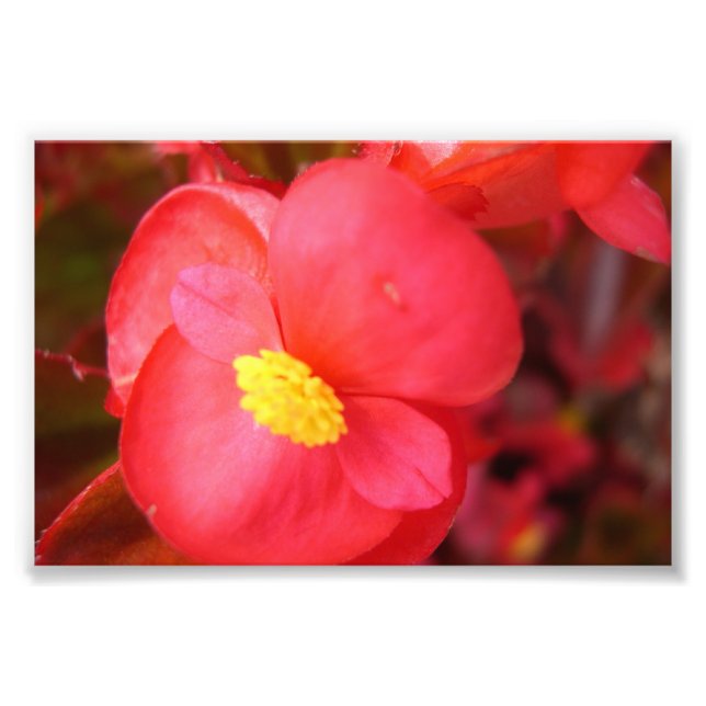 Red Flower Skriv ut Fototryck (Framsidan)