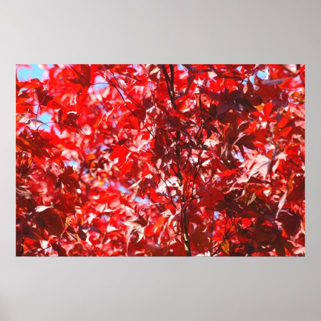 Red Foliage Poster (Framsidan)