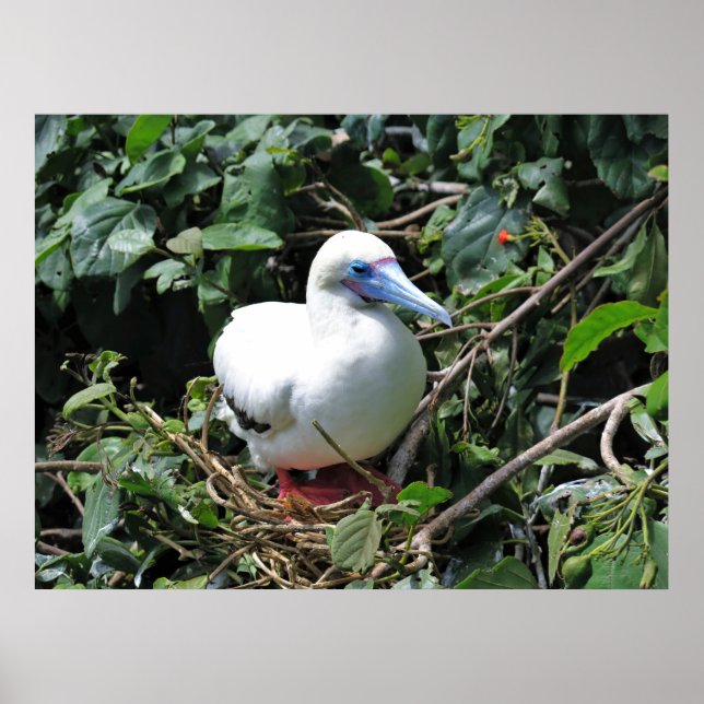 Red Footed Booby Poster (Framsidan)
