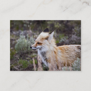 Red Fox - Affärskort Visitkort