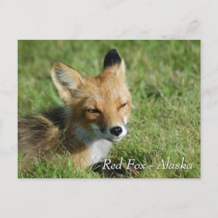 Red Fox Alaska Vykort