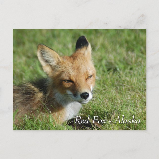 Red Fox Alaska Vykort (Framsida)