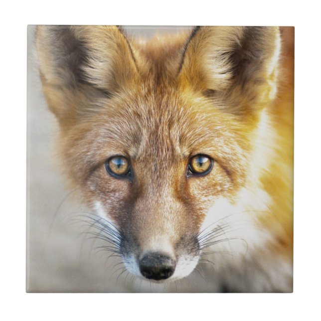 Red Fox Ansikte, närliggande Kakelplatta (Framsidan)