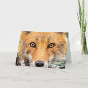 Red Fox Ansikte - Ögon Kort